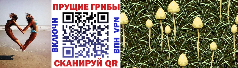 Галлюциногенные грибы GOLDEN TEACHER  Змеиногорск 